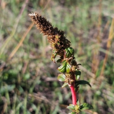 Amaranthus retroflexus (Redroot Amaranth) at Whitlam, ACT - 23 Apr 2024 by sangio7
