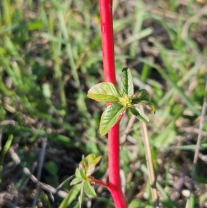 Amaranthus retroflexus at The Pinnacle - 23 Apr 2024 02:15 PM