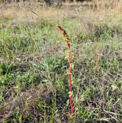 Amaranthus retroflexus at The Pinnacle - 23 Apr 2024 02:15 PM