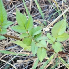 Bidens pilosa at The Pinnacle - 21 Mar 2024