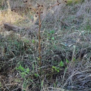 Bidens pilosa at The Pinnacle - 21 Mar 2024