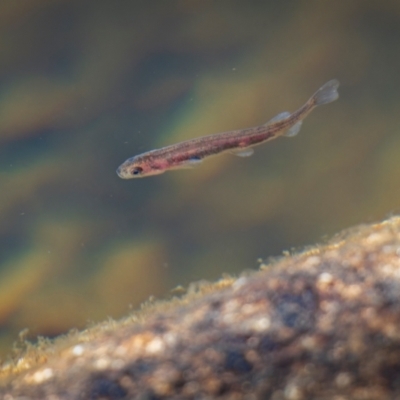 Galaxias olidus (Mountain Galaxias) at Jagungal Wilderness, NSW - 22 Apr 2024 by trevsci