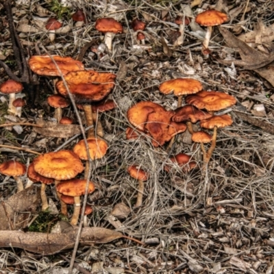 Leratiomyces ceres (Red Woodchip Fungus) at Drouin West, VIC - 12 Apr 2024 by Petesteamer