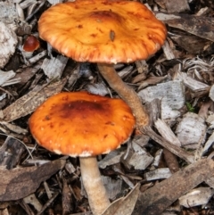 Leratiomyces ceres at Drouin West, VIC - 12 Apr 2024 04:09 PM