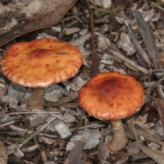 Leratiomyces ceres at Drouin West, VIC - 12 Apr 2024 04:09 PM