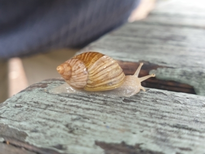 Bothriembryon tasmanicus (Tasmanian Tapered Snail) at Freycinet National Park - 31 Mar 2024 by Detritivore