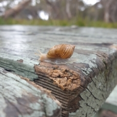 Bothriembryon tasmanicus at Freycinet National Park - 31 Mar 2024 01:03 PM