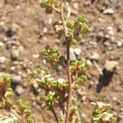 Spyridium parvifolium at Rheban, TAS - 21 Apr 2024 02:56 PM