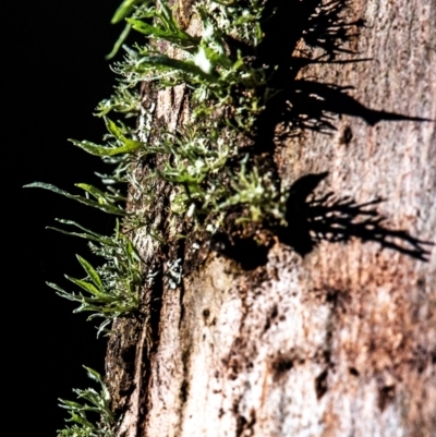 Unidentified Lichen at Longwarry North, VIC - 22 Apr 2024 by Petesteamer