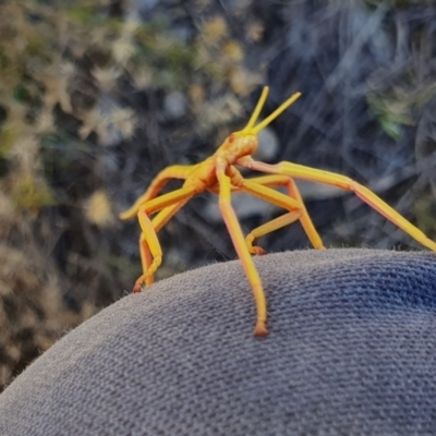 Unidentified Stick insect (Phasmatodea) at Rugosa - 24 Apr 2024 by SenexRugosus