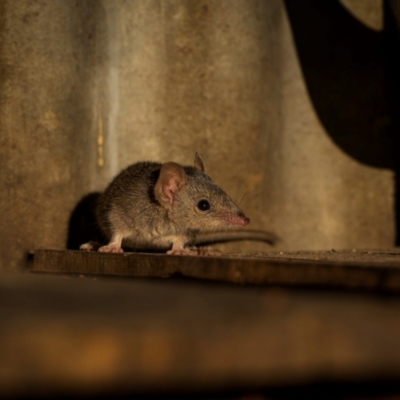 Antechinus agilis (Agile Antechinus) at Kosciuszko National Park - 23 Apr 2024 by trevsci