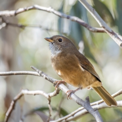 Pachycephala olivacea (Olive Whistler) at Kosciuszko National Park - 23 Apr 2024 by trevsci