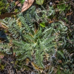 Oreomyrrhis argentea (Silver Carraway) at Kosciuszko National Park - 21 Apr 2024 by trevsci