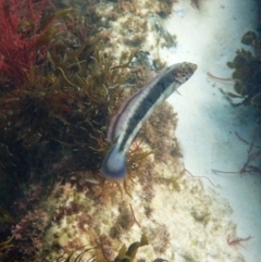 Unidentified Marine Fish Uncategorised at Jervis Bay Marine Park - 24 Apr 2024 by souter