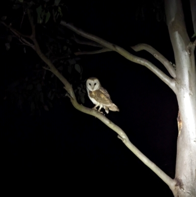 Tyto alba (Barn Owl) at Mulligans Flat - 23 Apr 2024 by brittlewis