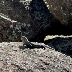 Egernia saxatilis intermedia (Black Rock Skink) at Tharwa, ACT - 24 Apr 2024 by FranM