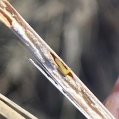 Tetramesa sp. (genus) (Stem-galling wasp) at Denman Prospect, ACT - 24 Apr 2024 by SteveBorkowskis