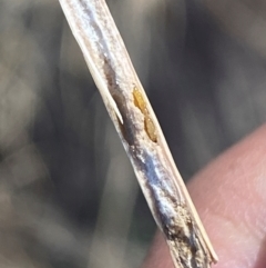 Tetramesa sp. (genus) at Molonglo River Reserve - 24 Apr 2024