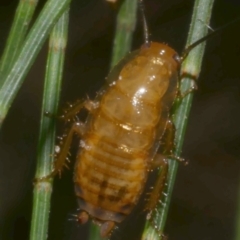 Blattodea (order) at WendyM's farm at Freshwater Ck. - 17 Mar 2024 by WendyEM