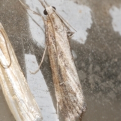 Hednota pedionoma PS1 (BOLD) (a Crambid moth (Crambinae)) at WendyM's farm at Freshwater Ck. - 18 Mar 2024 by WendyEM