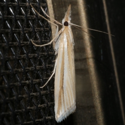 Hednota grammellus (Crambinae) at WendyM's farm at Freshwater Ck. - 18 Mar 2024 by WendyEM