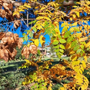 Koelreuteria paniculata at Watson, ACT - 24 Apr 2024