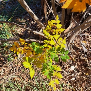 Koelreuteria paniculata at Watson, ACT - 24 Apr 2024