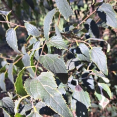 Celtis australis at Watson, ACT - 24 Apr 2024