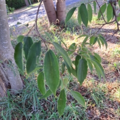 Celtis australis at Watson, ACT - 24 Apr 2024