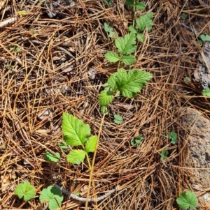 Rubus parvifolius at Isaacs Ridge - 24 Apr 2024 03:08 PM