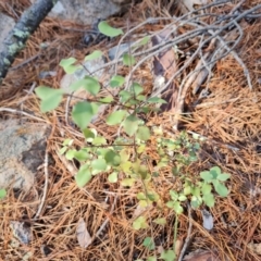 Pittosporum tenuifolium (Kohuhu) at Isaacs Ridge - 24 Apr 2024 by Mike