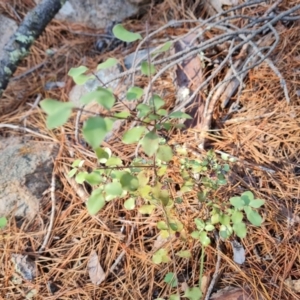 Pittosporum tenuifolium at Isaacs Ridge - 24 Apr 2024 03:07 PM