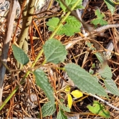 Celtis australis (Nettle Tree) at Isaacs, ACT - 24 Apr 2024 by Mike