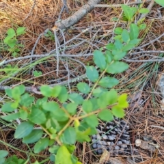 Ligustrum sinense (Narrow-leaf Privet, Chinese Privet) at Isaacs Ridge - 24 Apr 2024 by Mike