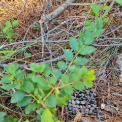 Ligustrum sinense (Narrow-leaf Privet, Chinese Privet) at Isaacs, ACT - 24 Apr 2024 by Mike