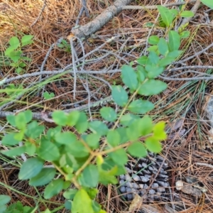 Ligustrum sinense at Isaacs Ridge - 24 Apr 2024 03:05 PM