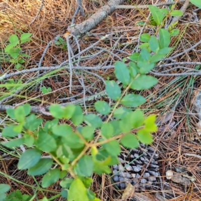 Ligustrum sinense (Narrow-leaf Privet, Chinese Privet) at Isaacs, ACT - 24 Apr 2024 by Mike