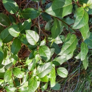 Viburnum tinus at Isaacs Ridge - 24 Apr 2024