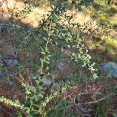 Bursaria spinosa subsp. lasiophylla (Australian Blackthorn) at Isaacs, ACT - 24 Apr 2024 by Mike