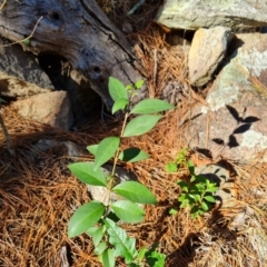 Ligustrum lucidum (Large-leaved Privet) at Isaacs, ACT - 24 Apr 2024 by Mike