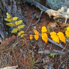 Koelreuteria paniculata (Golden Rain Tree) at Isaacs Ridge and Nearby - 24 Apr 2024 by Mike