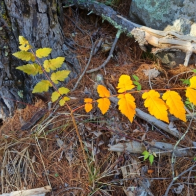 Koelreuteria paniculata (Golden Rain Tree) at Isaacs Ridge - 24 Apr 2024 by Mike
