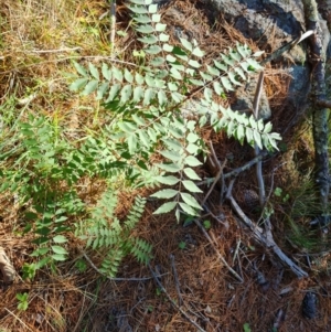 Pistacia chinensis at Isaacs, ACT - 24 Apr 2024