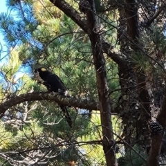 Zanda funerea (Yellow-tailed Black-Cockatoo) at Isaacs Ridge - 24 Apr 2024 by Mike