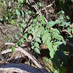 Celtis australis at Watson, ACT - 24 Apr 2024