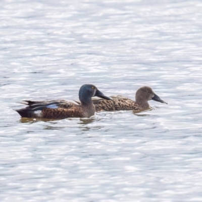 Spatula rhynchotis (Australasian Shoveler) at Moss Vale - 20 Apr 2024 by NigeHartley