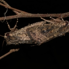 Dasygaster padockina (Tasmanian Cutworm) at WendyM's farm at Freshwater Ck. - 15 Mar 2024 by WendyEM