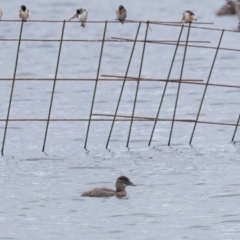 Oxyura australis (Blue-billed Duck) at Moss Vale - 20 Apr 2024 by NigeHartley