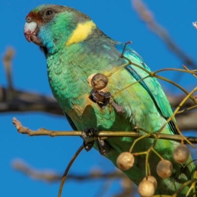 Barnardius zonarius (Australian Ringneck) at Broken Hill, NSW - 24 Jul 2022 by Petesteamer