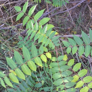 Ailanthus altissima at Watson, ACT - 24 Apr 2024